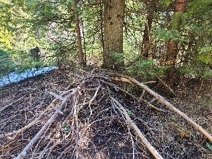  ( - FDS-CA-03505)  @11 [ ] by-nc (2024) Fresno Mycology Society Fungal Diversity Survey