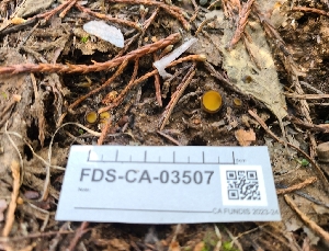  ( - FDS-CA-03507)  @11 [ ] by-nc (2024) Fresno Mycology Society Fungal Diversity Survey