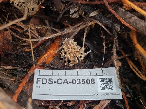  ( - FDS-CA-03508)  @11 [ ] by-nc (2024) Fresno Mycology Society Fungal Diversity Survey