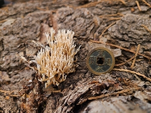  ( - FDS-CA-03508)  @11 [ ] by-nc (2024) Fresno Mycology Society Fungal Diversity Survey