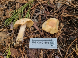  ( - FDS-CA-03509)  @11 [ ] by-nc (2024) Fresno Mycology Society Fungal Diversity Survey