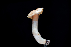  ( - FDS-CA-03509)  @11 [ ] by-nc (2024) Fresno Mycology Society Fungal Diversity Survey