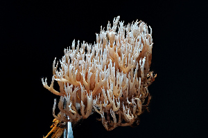  ( - FDS-CA-03508)  @11 [ ] by-nc (2024) Fresno Mycology Society Fungal Diversity Survey