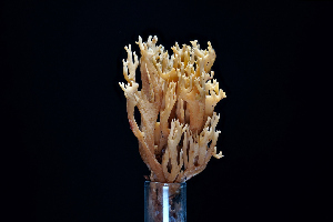  ( - FDS-CA-03505)  @11 [ ] by-nc (2024) Fresno Mycology Society Fungal Diversity Survey