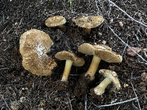  (Inocybe sp. CA21 - FDS-CA-01597)  @11 [ ] c (2024) Rudy Diaz Fungal Diversity Survey
