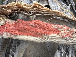  (Laetisaria - FDS-CA-01606)  @11 [ ] c (2024) Rudy Diaz Fungal Diversity Survey