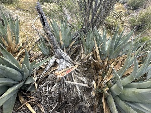  ( - FDS-CA-01606)  @11 [ ] c (2024) Rudy Diaz Fungal Diversity Survey
