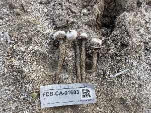  ( - FDS-CA-01603)  @11 [ ] c (2024) Rudy Diaz Fungal Diversity Survey
