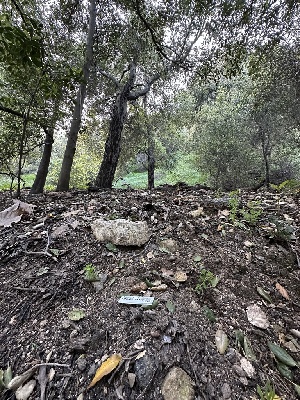  ( - FDS-CA-04410)  @11 [ ] by-nc (2024) Aaron Tupac Fungal Diversity Survey
