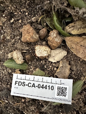  (Tuber gibbosum - FDS-CA-04410)  @11 [ ] by-nc (2024) Aaron Tupac Fungal Diversity Survey