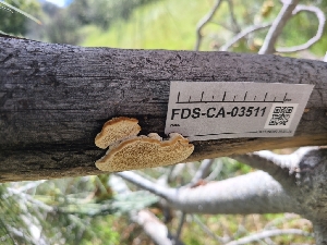  (Polyporales - FDS-CA-03511)  @11 [ ] by-nc (2024) Fresno Mycology Society Fungal Diversity Survey