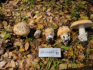  ( - FDS-CA-03513)  @11 [ ] by-nc (2024) Fresno Mycology Society Fungal Diversity Survey