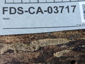  ( - FDS-CA-03717)  @11 [ ] by-nc (2024) Stu Pickell Fungal Diversity Survey