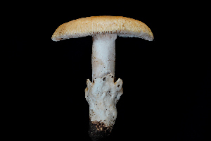  ( - FDS-CA-03513)  @11 [ ] by-nc (2024) Fresno Mycology Society Fungal Diversity Survey