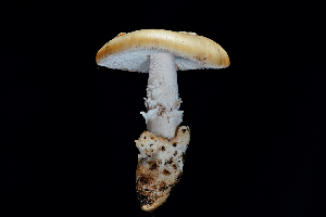  ( - FDS-CA-03513)  @11 [ ] by-nc (2024) Fresno Mycology Society Fungal Diversity Survey