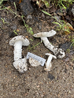  (Amanita sp. C-22 - FDS-CA-02325)  @11 [ ] by-nc (2024) Jaren Hockert Fungal Diversity Survey
