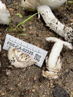  ( - FDS-CA-02325)  @11 [ ] by-nc (2024) Jaren Hockert Fungal Diversity Survey