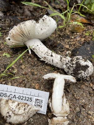 ( - FDS-CA-02325)  @11 [ ] by-nc (2024) Jaren Hockert Fungal Diversity Survey