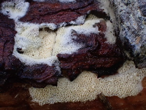  ( - FDS-CA-02388)  @11 [ ] by-nc (2024) Jaren Hockert Fungal Diversity Survey