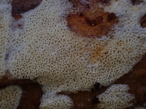  ( - FDS-CA-02388)  @11 [ ] by-nc (2024) Jaren Hockert Fungal Diversity Survey