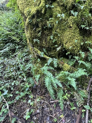  ( - FDS-CA-00939)  @11 [ ] by-nc (2024) Taye Bright Fungal Diversity Survey