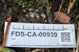  ( - FDS-CA-00939)  @11 [ ] by-nc (2024) Taye Bright Fungal Diversity Survey