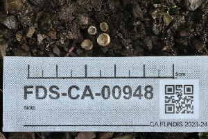 ( - FDS-CA-00948)  @11 [ ] by-nc (2024) Taye Bright Fungal Diversity Survey