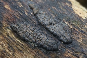  ( - FDS-CA-00950)  @11 [ ] by-nc (2024) Taye Bright Fungal Diversity Survey