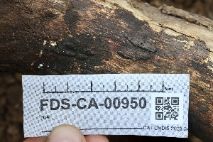  ( - FDS-CA-00950)  @11 [ ] by-nc (2024) Taye Bright Fungal Diversity Survey