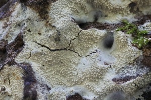  ( - FDS-CA-00951)  @11 [ ] by-nc (2024) Taye Bright Fungal Diversity Survey