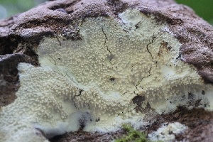  ( - FDS-CA-00951)  @11 [ ] by-nc (2024) Taye Bright Fungal Diversity Survey