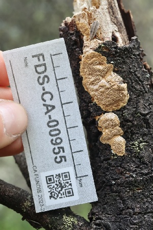  ( - FDS-CA-00955)  @11 [ ] by-nc (2024) Taye Bright Fungal Diversity Survey