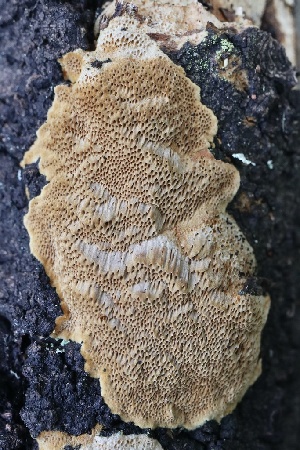  ( - FDS-CA-00955)  @11 [ ] by-nc (2024) Taye Bright Fungal Diversity Survey