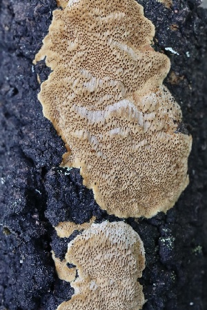  ( - FDS-CA-00955)  @11 [ ] by-nc (2024) Taye Bright Fungal Diversity Survey