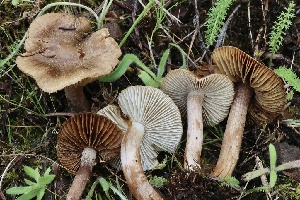  (Inocybe sp. CA38 - FDS-CA-00956)  @11 [ ] by-nc (2024) Taye Bright Fungal Diversity Survey