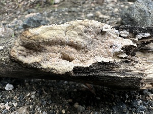  ( - FDS-CA-01610)  @11 [ ] c (2024) Rudy Diaz Fungal Diversity Survey