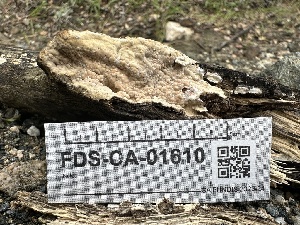  ( - FDS-CA-01610)  @11 [ ] c (2024) Rudy Diaz Fungal Diversity Survey