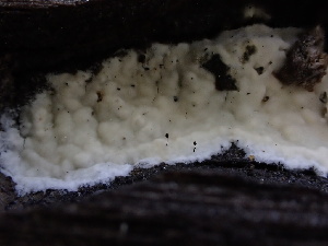  ( - FDS-CA-01610)  @11 [ ] c (2024) Rudy Diaz Fungal Diversity Survey
