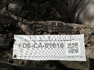  ( - FDS-CA-01616)  @11 [ ] c (2024) Rudy Diaz Fungal Diversity Survey