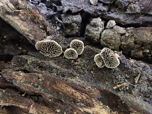  ( - FDS-CA-01616)  @11 [ ] c (2024) Rudy Diaz Fungal Diversity Survey