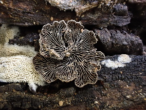  ( - FDS-CA-01616)  @11 [ ] c (2024) Rudy Diaz Fungal Diversity Survey