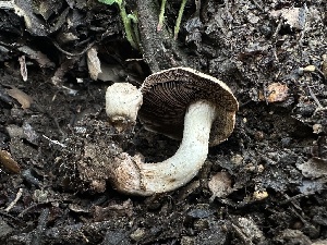  (Agaricus sp. caribaeus-CA01 - FDS-CA-01614)  @11 [ ] c (2024) Rudy Diaz Fungal Diversity Survey