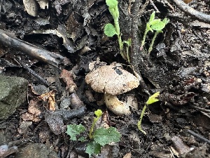  ( - FDS-CA-01614)  @11 [ ] c (2024) Rudy Diaz Fungal Diversity Survey