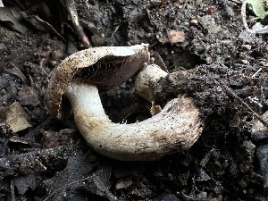  ( - FDS-CA-01614)  @11 [ ] c (2024) Rudy Diaz Fungal Diversity Survey