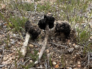  ( - FDS-CA-01619)  @11 [ ] c (2024) Rudy Diaz Fungal Diversity Survey
