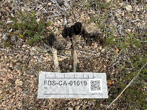  ( - FDS-CA-01619)  @11 [ ] c (2024) Rudy Diaz Fungal Diversity Survey
