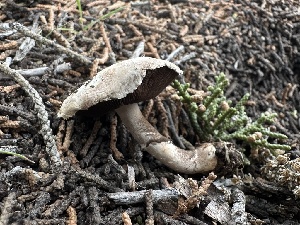  ( - FDS-CA-01620)  @11 [ ] c (2024) Rudy Diaz Fungal Diversity Survey