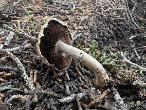  ( - FDS-CA-01620)  @11 [ ] c (2024) Rudy Diaz Fungal Diversity Survey