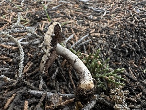  ( - FDS-CA-01620)  @11 [ ] c (2024) Rudy Diaz Fungal Diversity Survey
