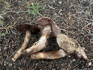  (Agaricus sp. brunneofibrillosus-CA01 - FDS-CA-01622)  @11 [ ] c (2024) Rudy Diaz Fungal Diversity Survey